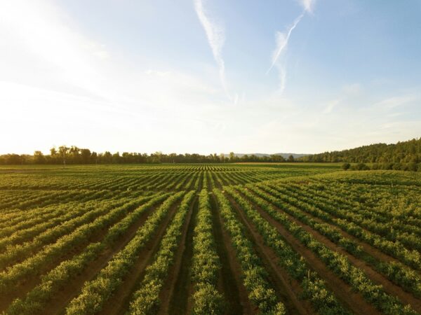 Microsoft sluit baanbrekend klimaatcontract met Agoro Carbon voor duurzame landbouw