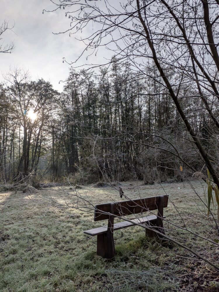 Een houten bankje staat bij zonsopgang op een ijzige open plek in de buurt van bladerloze bomen, met zonlicht dat door het bos op de achtergrond filtert.