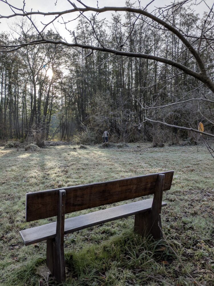 Een houten bank staat op bevroren gras tegenover een zonovergoten bos, met kale boomtakken boven je hoofd en licht dat door de bomen op de achtergrond filtert.